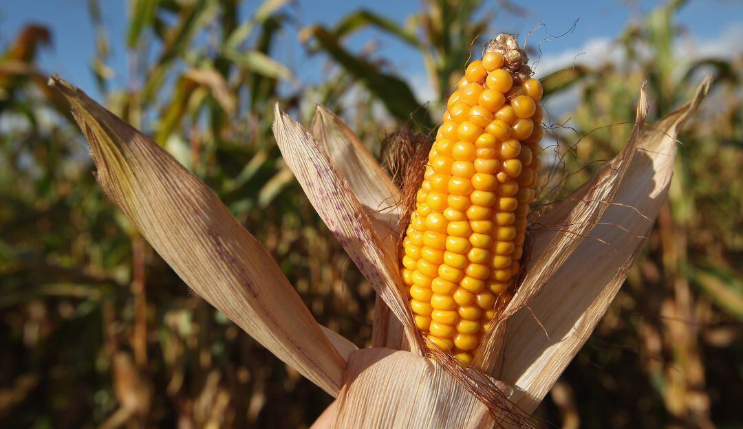 Cultivos de maíz