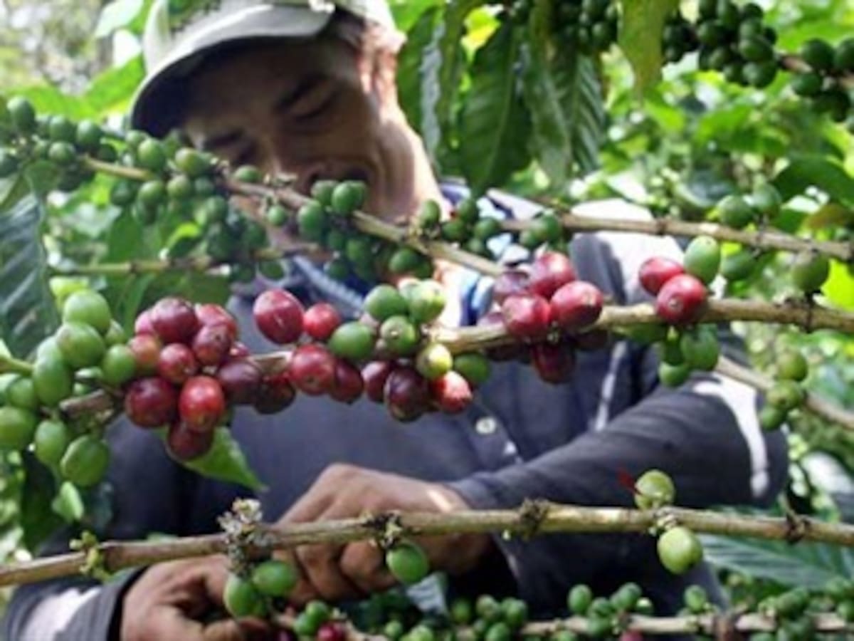 Más de 8 mil cafeteros marcharon en Manizales en protesta por la crítica situación de esta industria