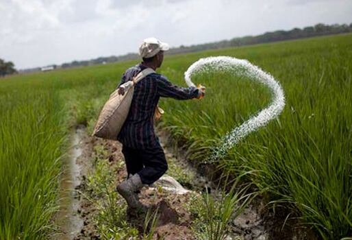 En el Huila se siembran cerca de 17.000 hectáreas por semestre. Foto Relacionada.