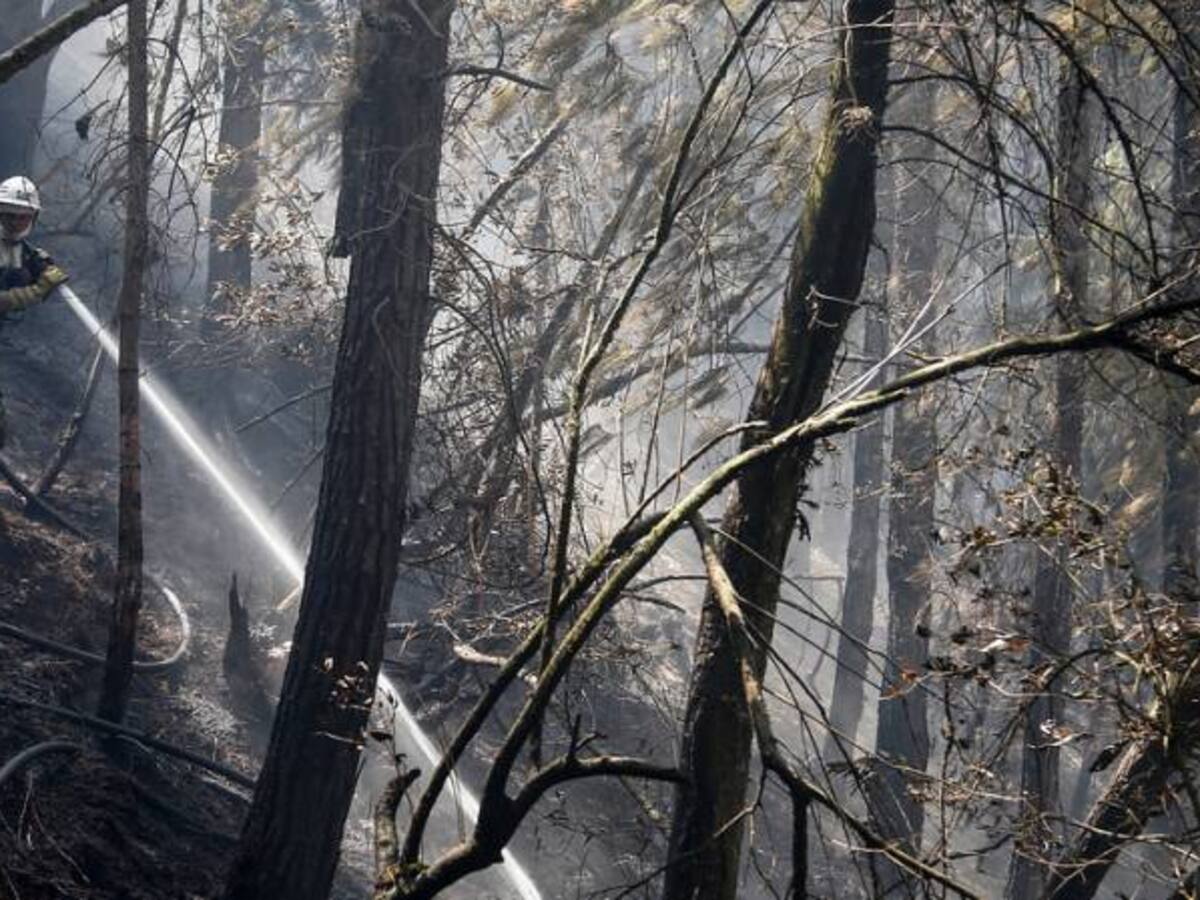 Incendio forestal deja más de 100 hectáreas de vegetación destruidas en Tolima
