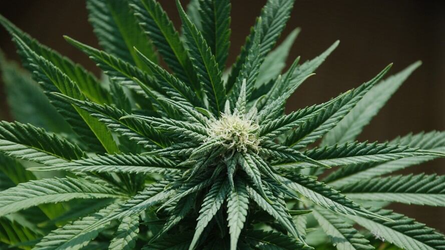 Marihuana/ Imagen de referencia. Foto: Flickr/ actv.