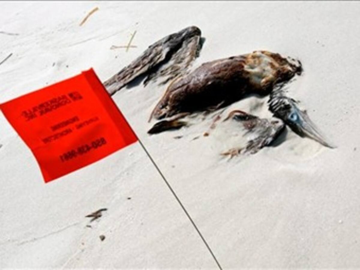 BP empieza a recuperar parte del petróleo del Golfo