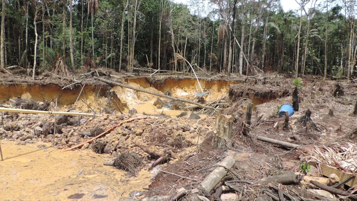 "Sí ha sido posible reducir la deforestación": directora IDEAM