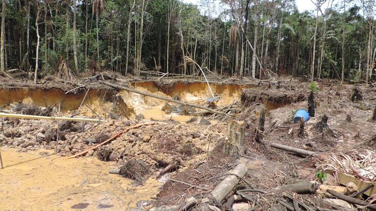 "Sí ha sido posible reducir la deforestación": directora IDEAM
