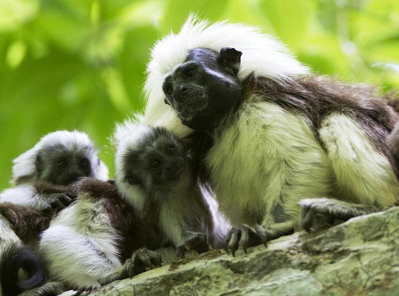 El tití cabeciblanco celebra su día con un mes lleno de actividades