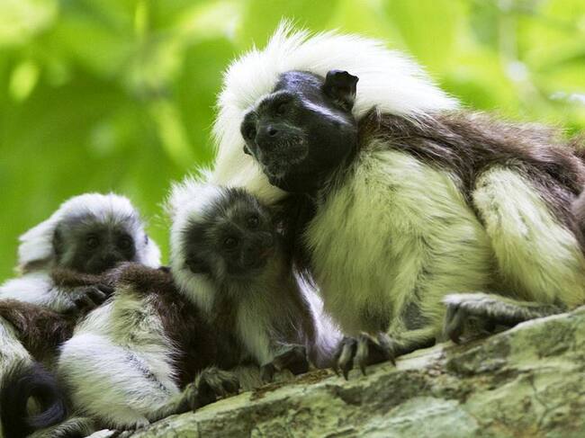 El tití cabeciblanco celebra su día con un mes lleno de actividades