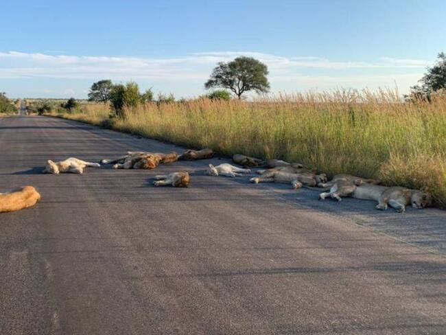 Manada de leones aprovechan cuarentena para dormirse en plena carretera