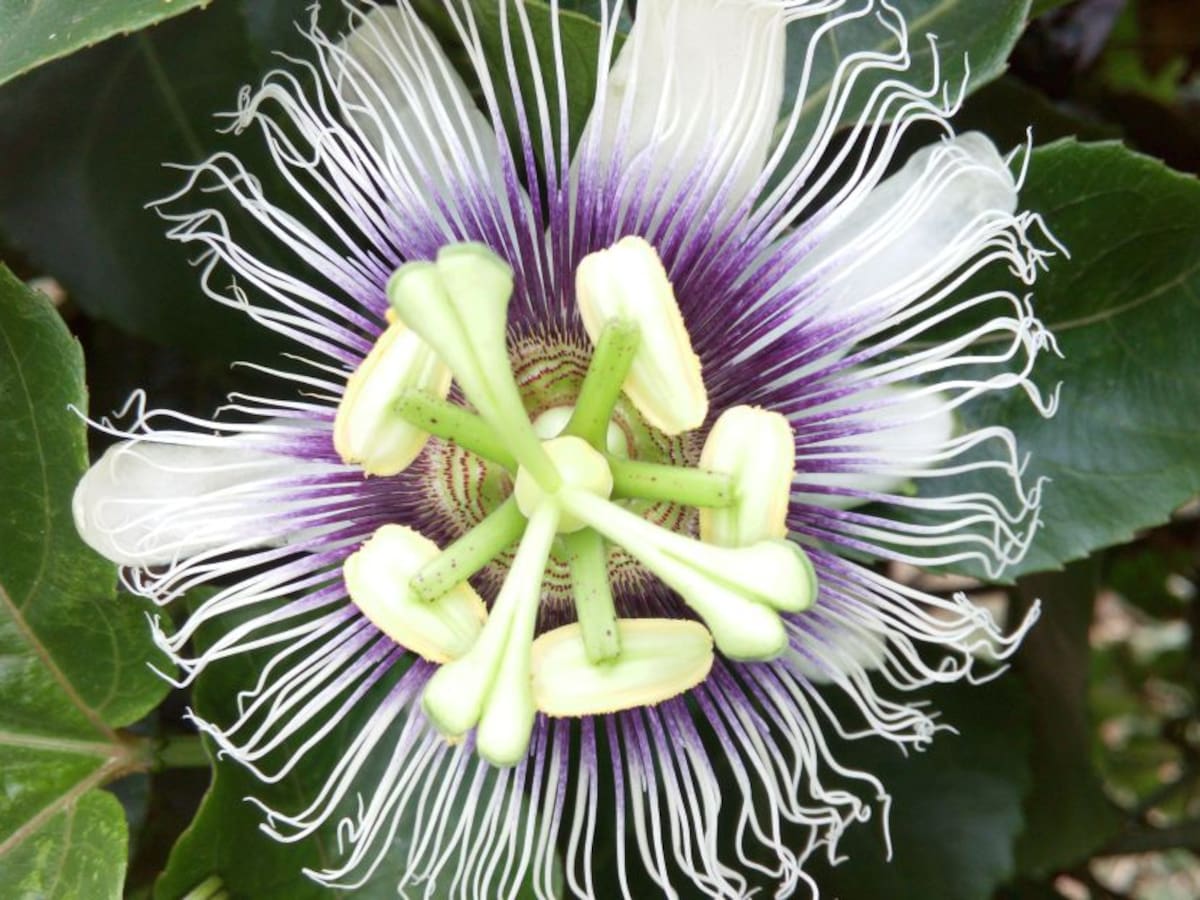 Colombia, gran cultivador de pasifloras, tendría en riesgo su producción