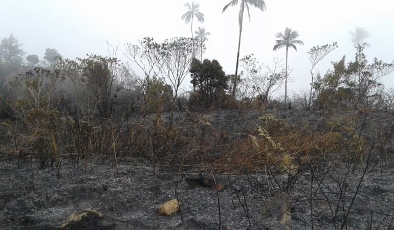 Cinco hectáreas resultaron afectadas por el fuego.