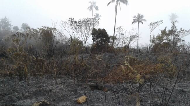 Cinco hectáreas resultaron afectadas por el fuego.