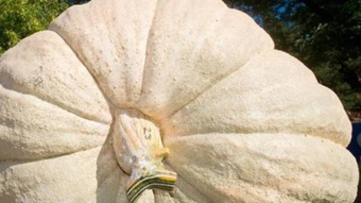 El zapallo, poderosa fuente de carotenoides