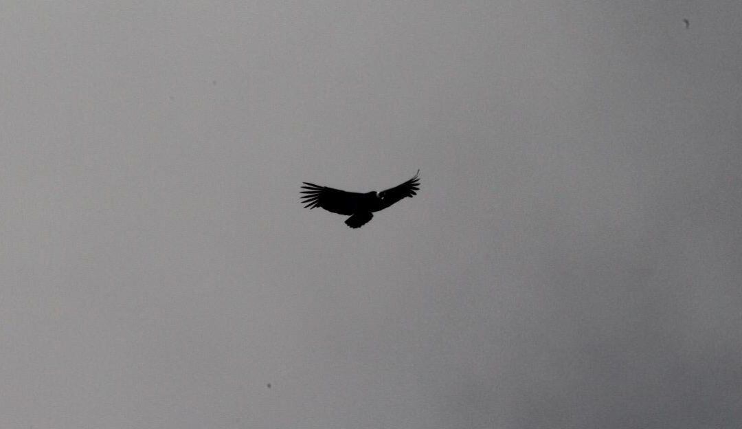 Cóndor en el Parque Los Nevados