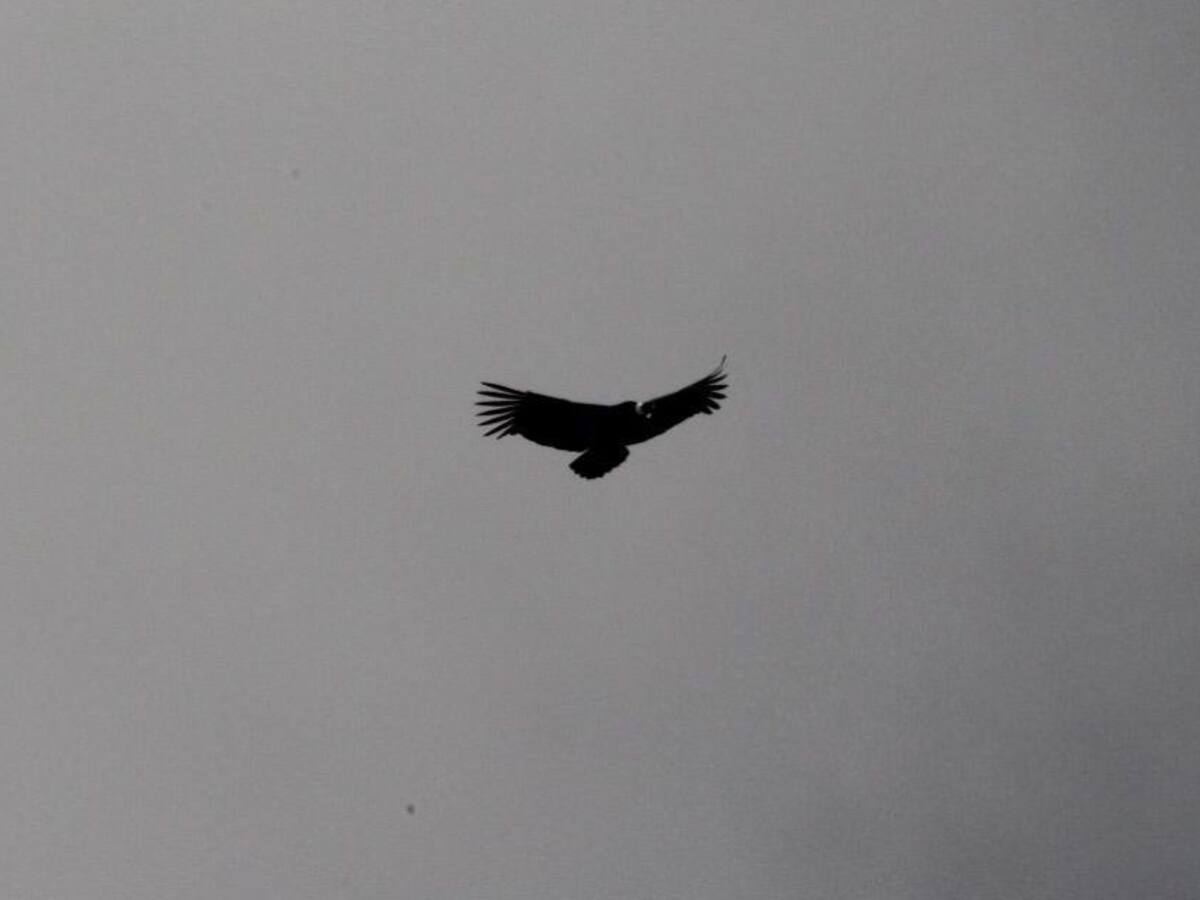 Censo del cóndor de los Andes, para salvar la especie en Colombia