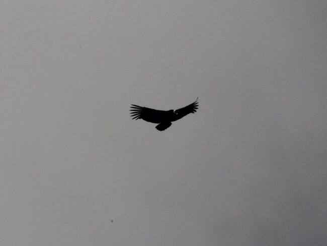 Cóndor en el Parque Los Nevados