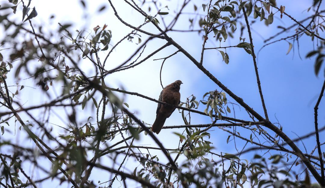 ¿Se hundió el proyecto de ley que ratificaba el Acuerdo de Escazú?