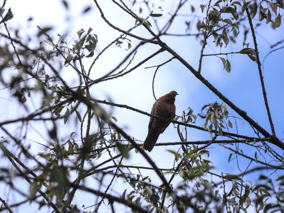 ¿Se hundió el proyecto de ley que ratificaba el Acuerdo de Escazú?