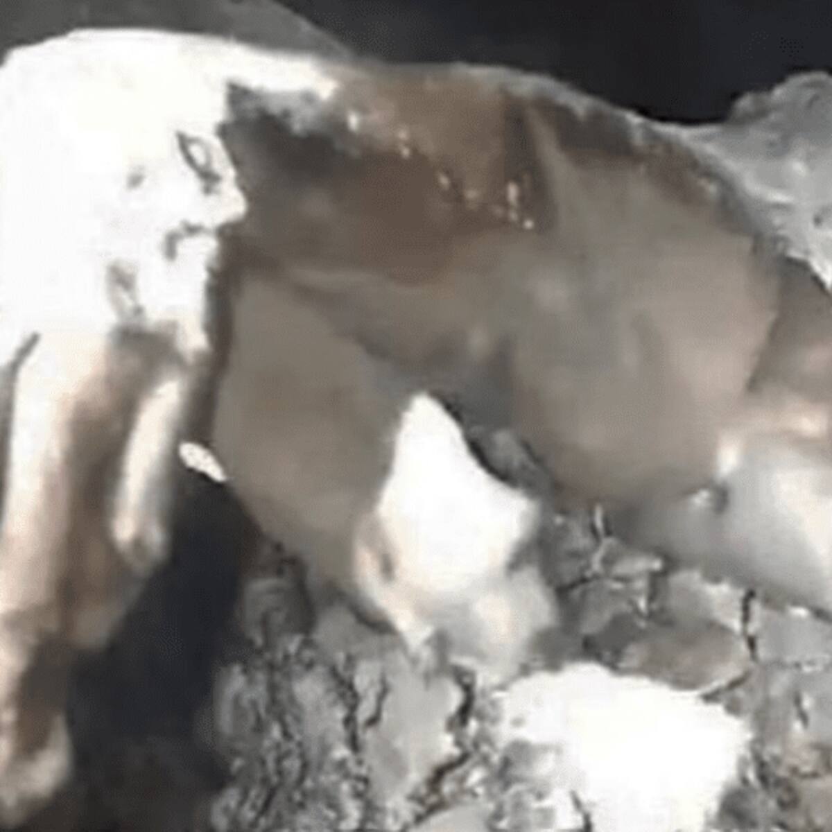 ¿Atrapan al chupacabras en Brasil? Cazadores afirma que se trataría del legendario monstruo