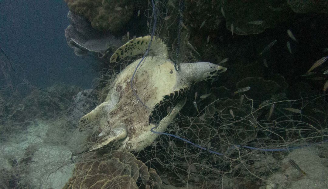 Samsung evitará que 50 toneladas de redes de pesca terminen en el mar