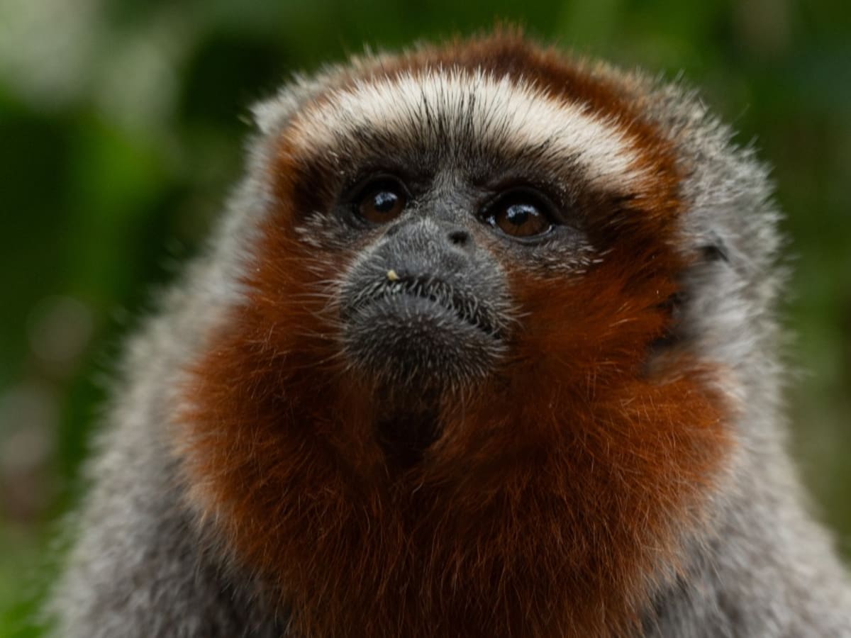 Cafam Melgar, el santuario de más de 400 animales rescatados del tráfico ilegal