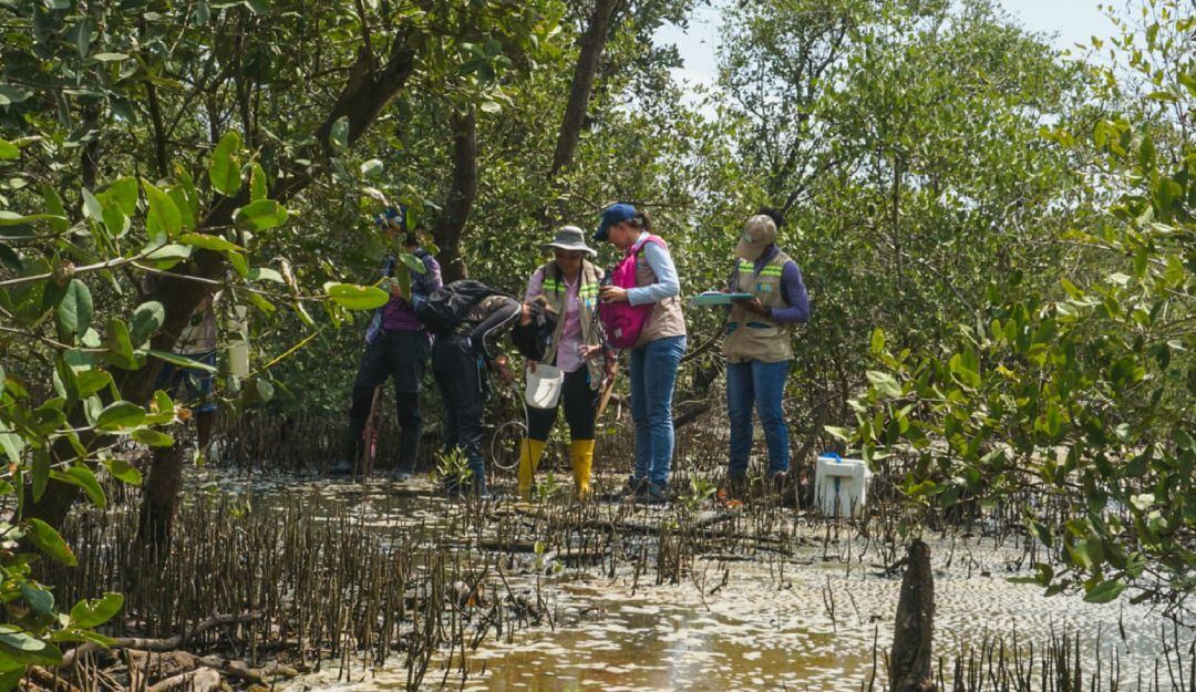 La instalación se realizó en algunos sectores de manglar de la Ciénaga de la Virgen