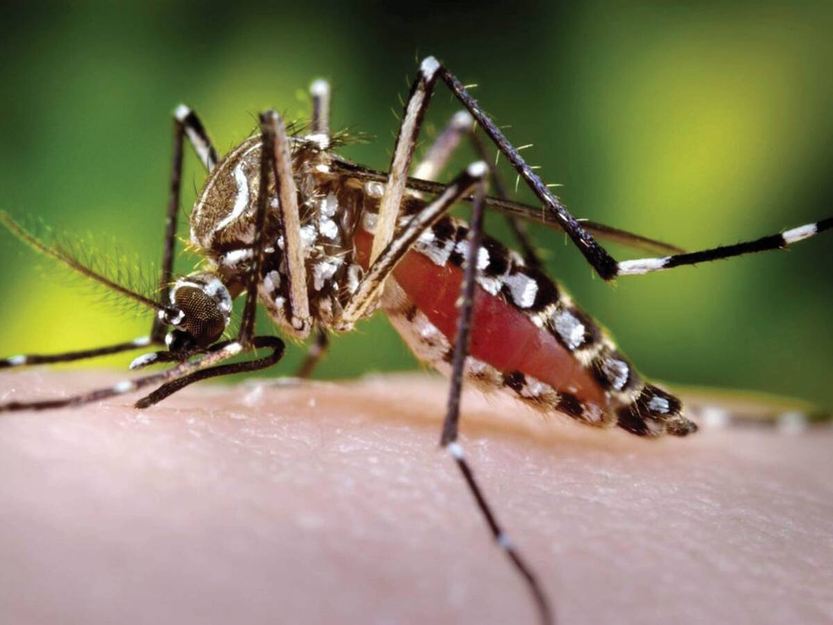 Dengue en Cartagena ha disminuido en un 27%, en comparación con el año anterior