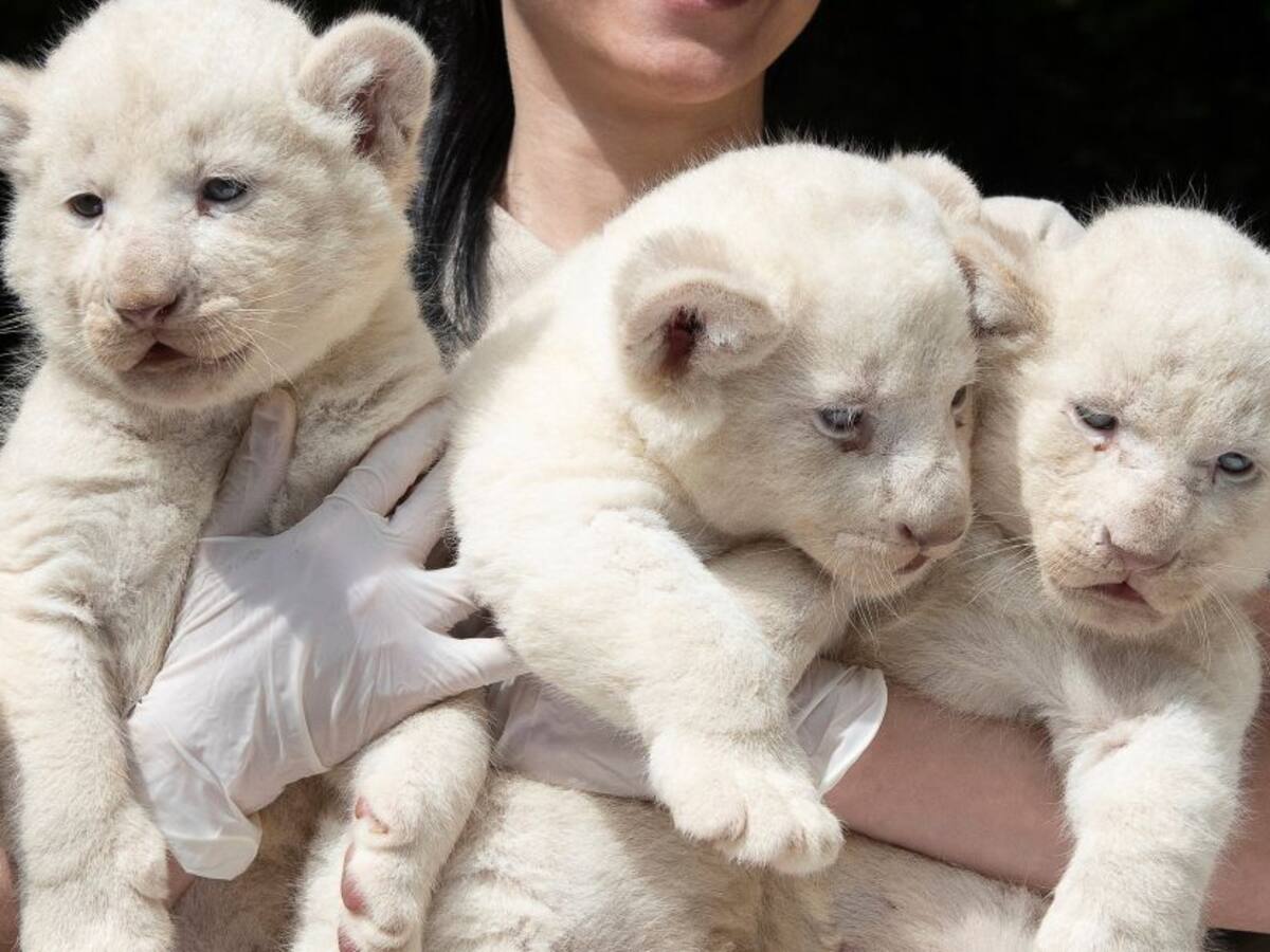 Galería: Nacen trillizos de leones blancos en Hungría