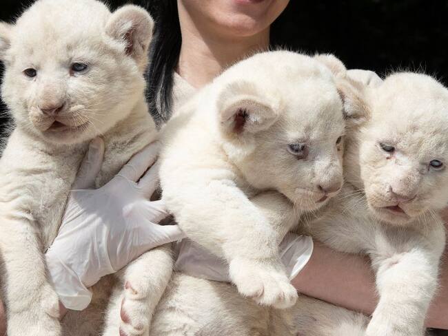 Galería: Nacen trillizos de leones blancos en Hungría