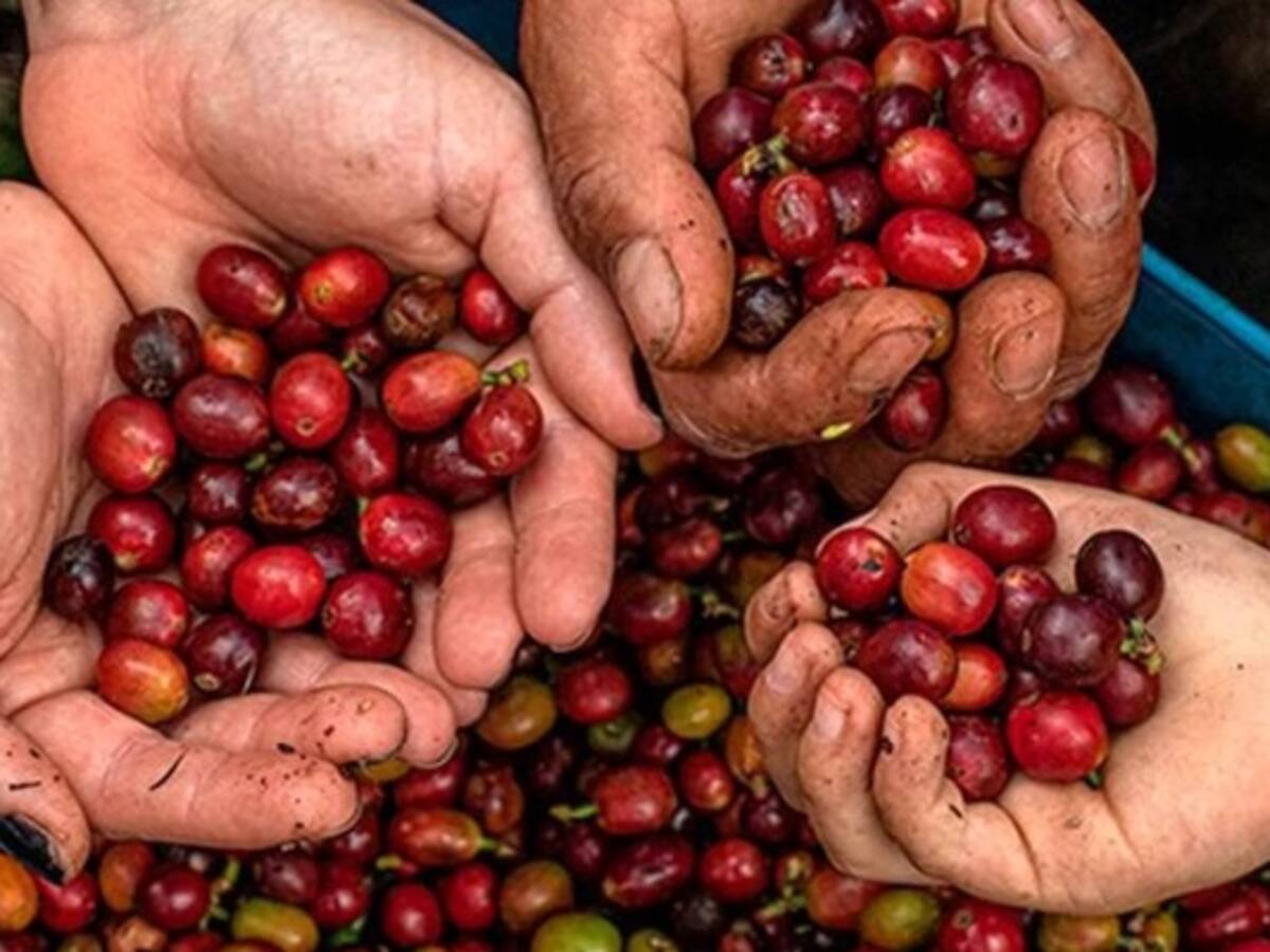 En un 20% caería cosecha cafetera para el segundo semestre del año en el Quindío