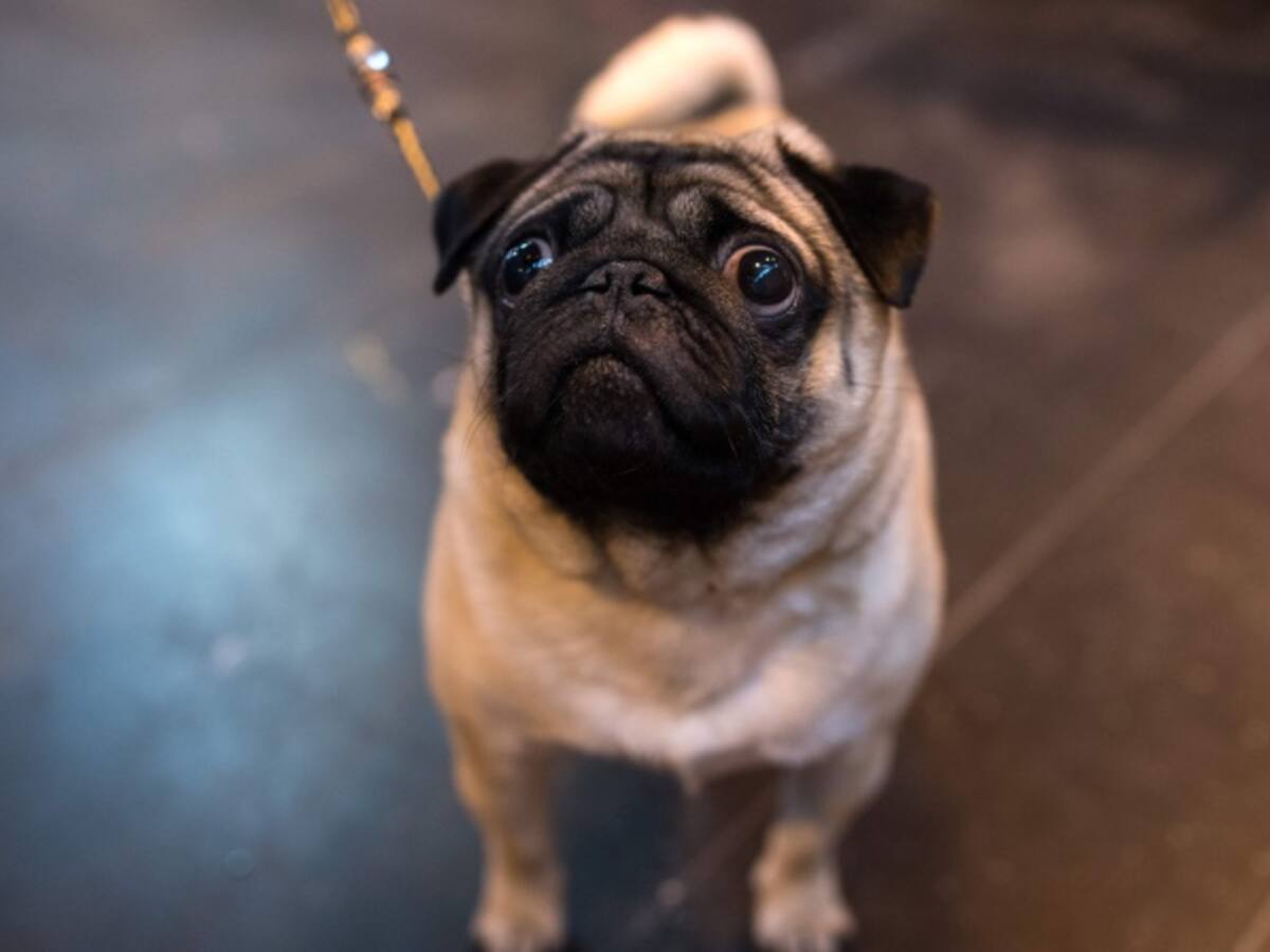 Joven enseña a perro saludo nazi y es enviado a la cárcel