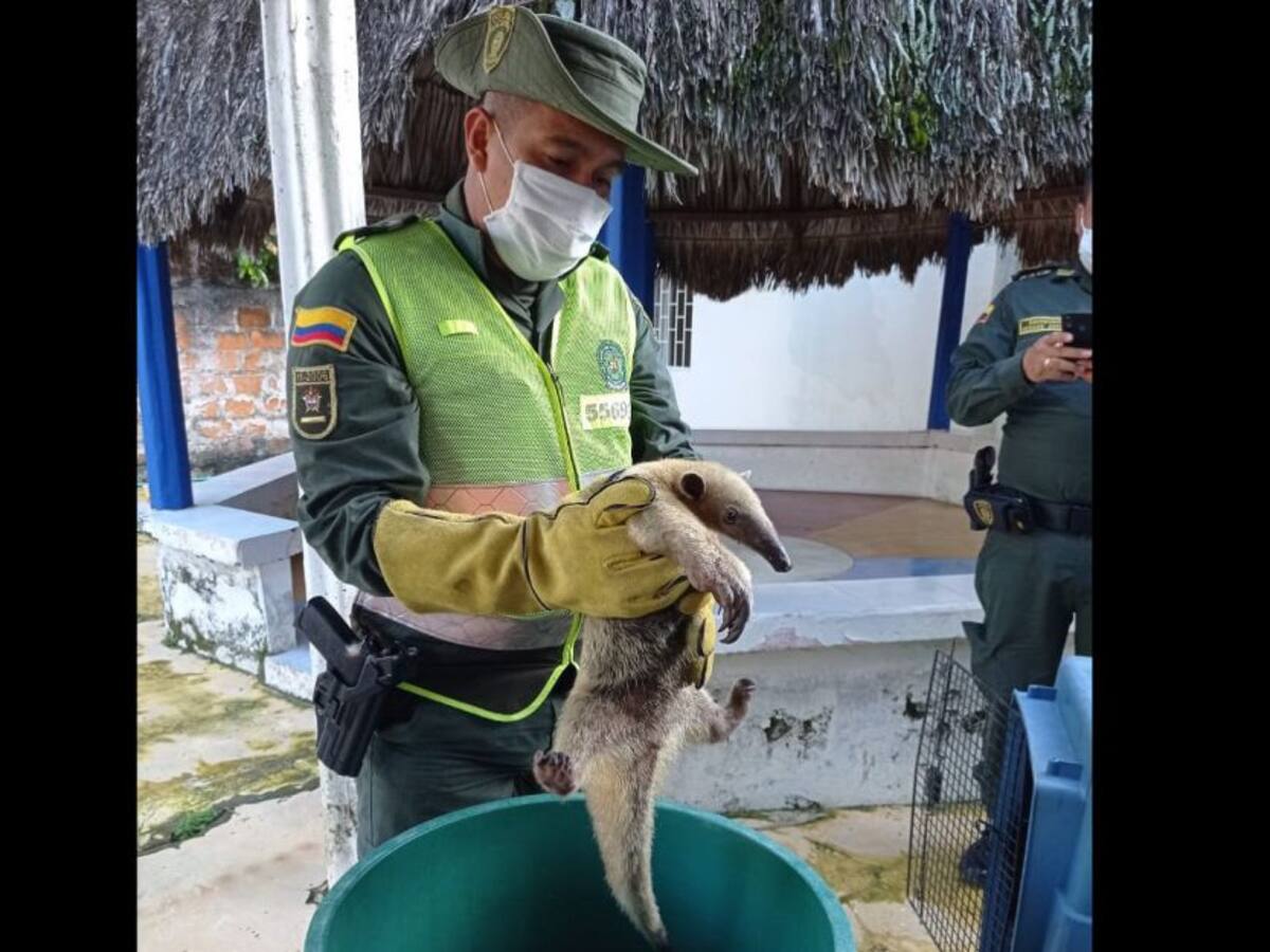 Más de 2.450 especies silvestres fueron devueltas a su hábitat