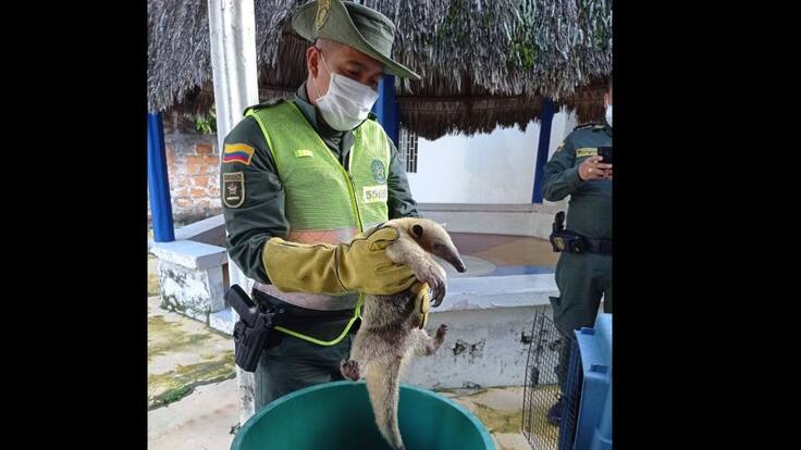 Más de 2.450 especies silvestres fueron devueltas a su hábitat