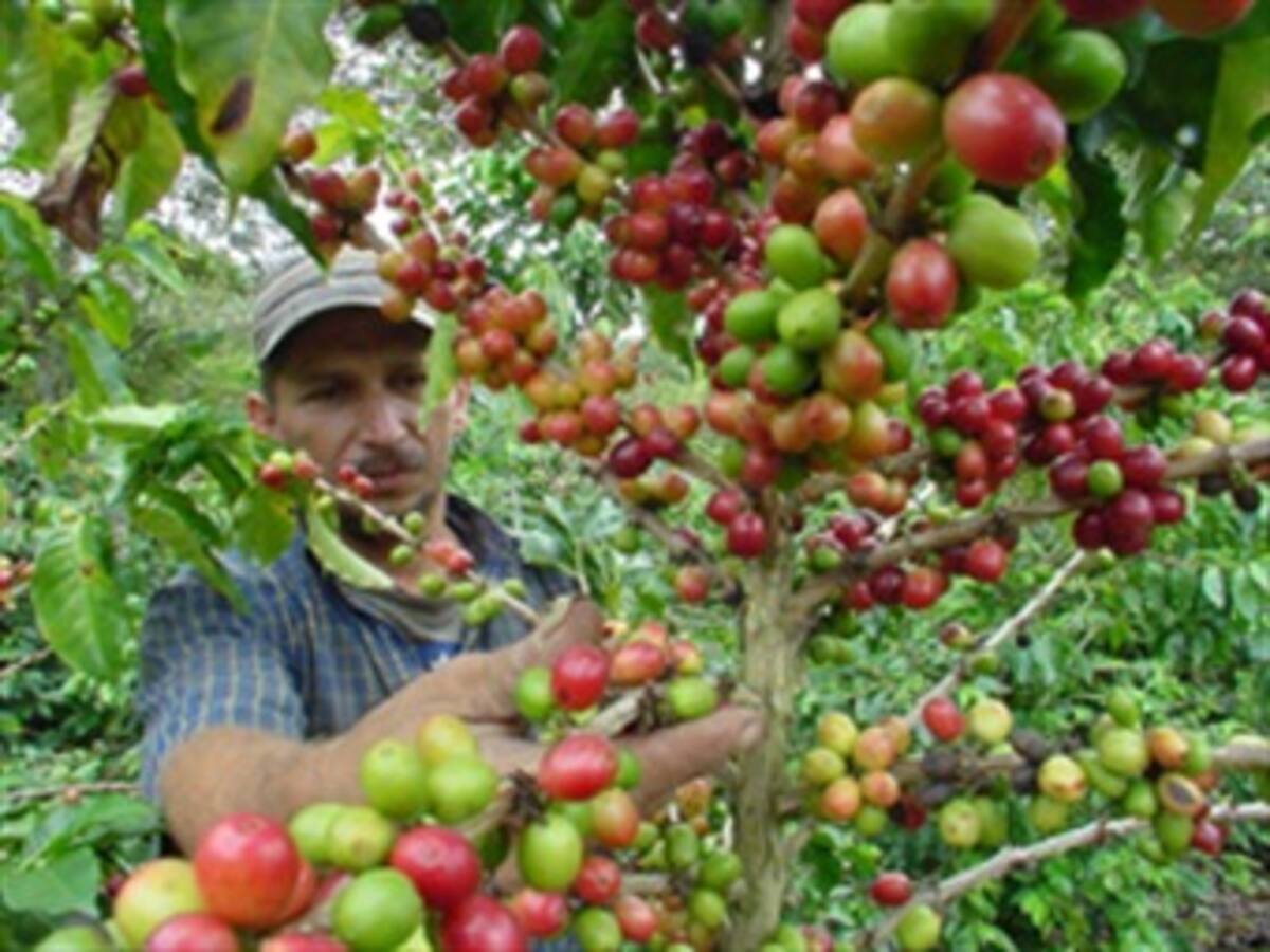 Gobierno lanza programa piloto para que los cultivadores de café ahorren para su vejez