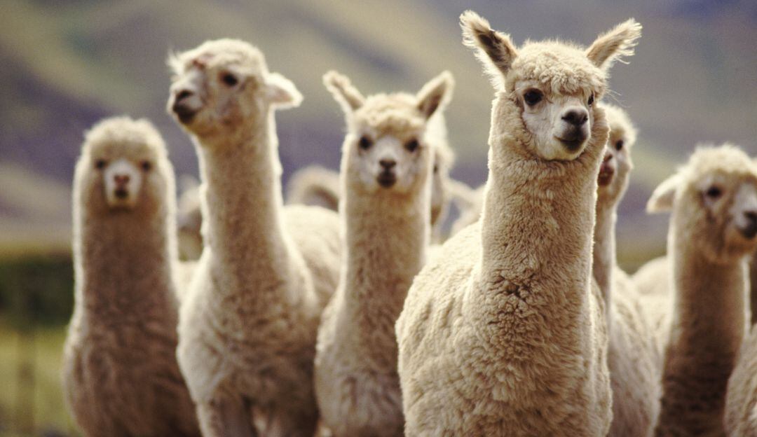 Alpacas