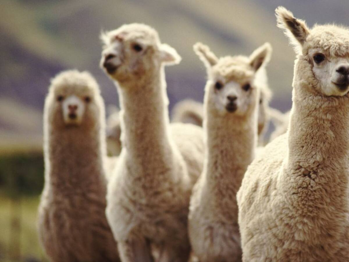 Descubren nanocuerpos de alpaca que neutralizan variantes de coronavirus