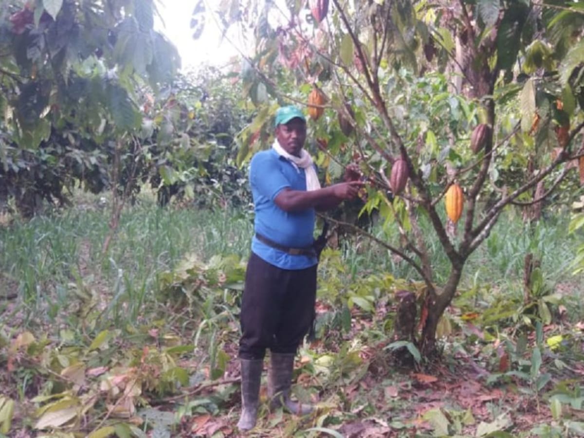 La vida del campesino chocoano es muy dura: cultivador de cacao