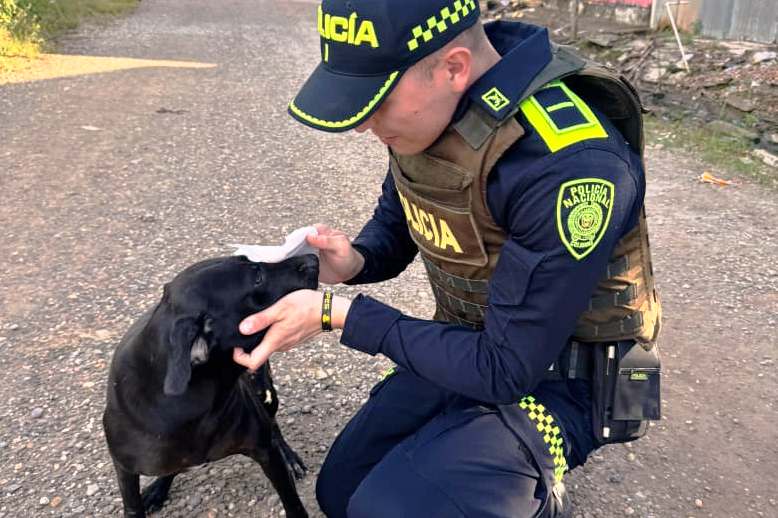 El Sargento y el Auxiliar: héroes de cuatro patas en San Jacinto del Cauca