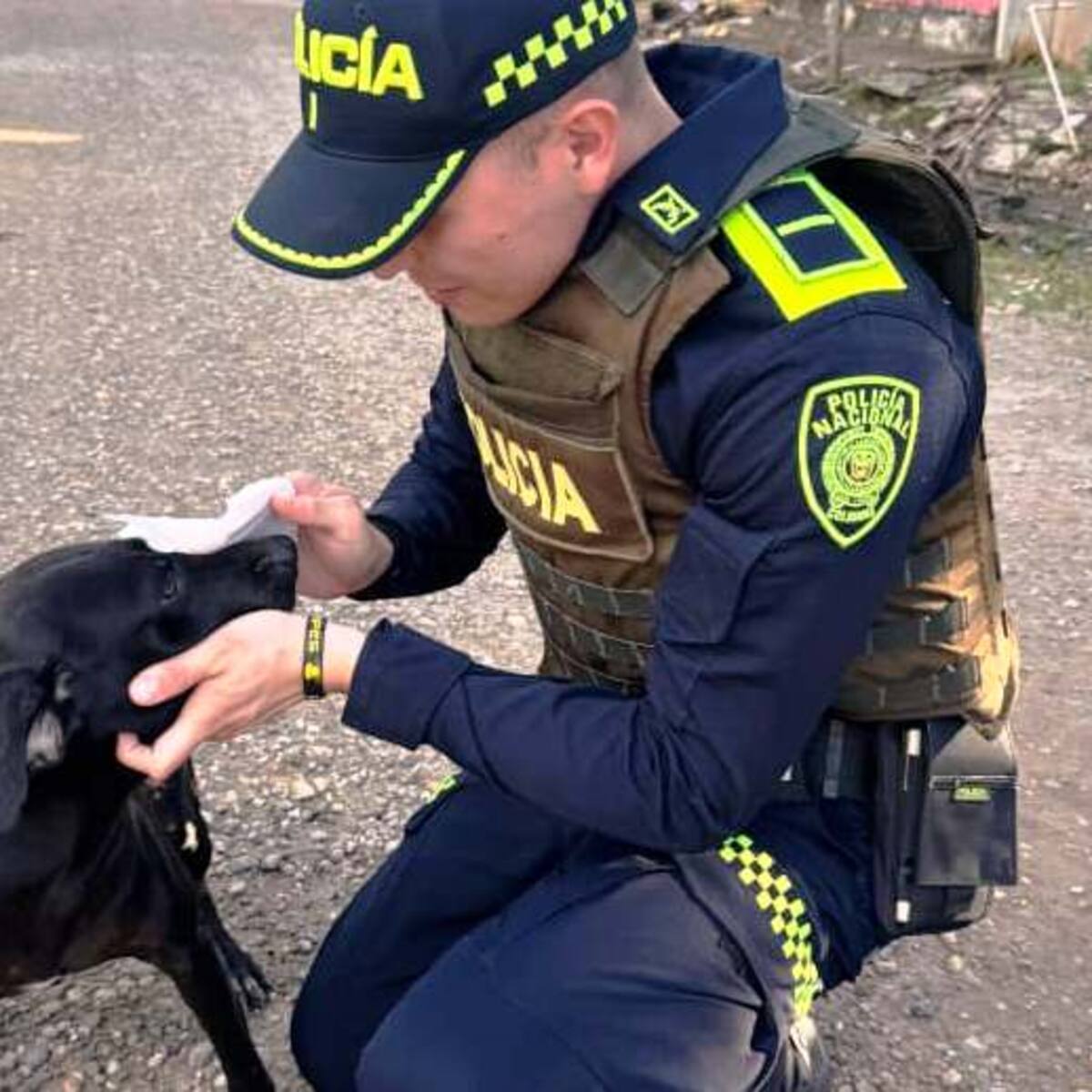 El Sargento y el Auxiliar: héroes de cuatro patas en San Jacinto del Cauca