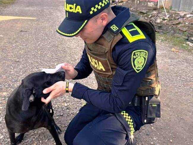 El Sargento y el Auxiliar: héroes de cuatro patas en San Jacinto del Cauca