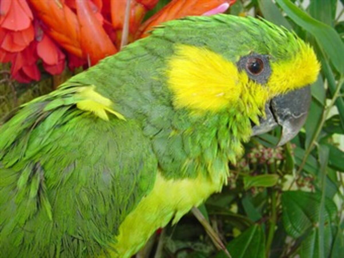 Aves del paisaje cafetero impulsarían desarrollo de la región