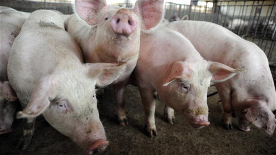 Cerdos para reproducción. Foto: Getty Images.