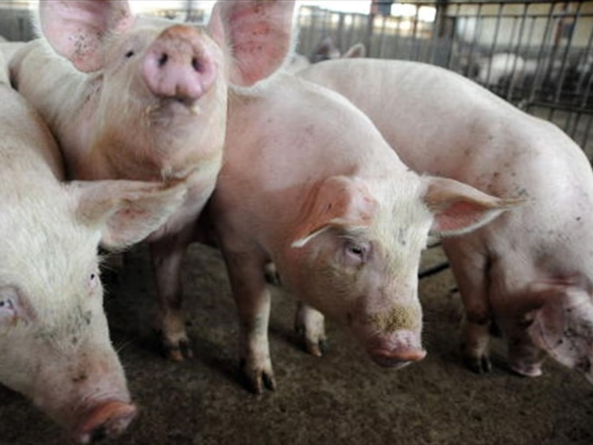 Gobierno invertirá más de 3 mil millones en aumentar producción porcina en Caldas