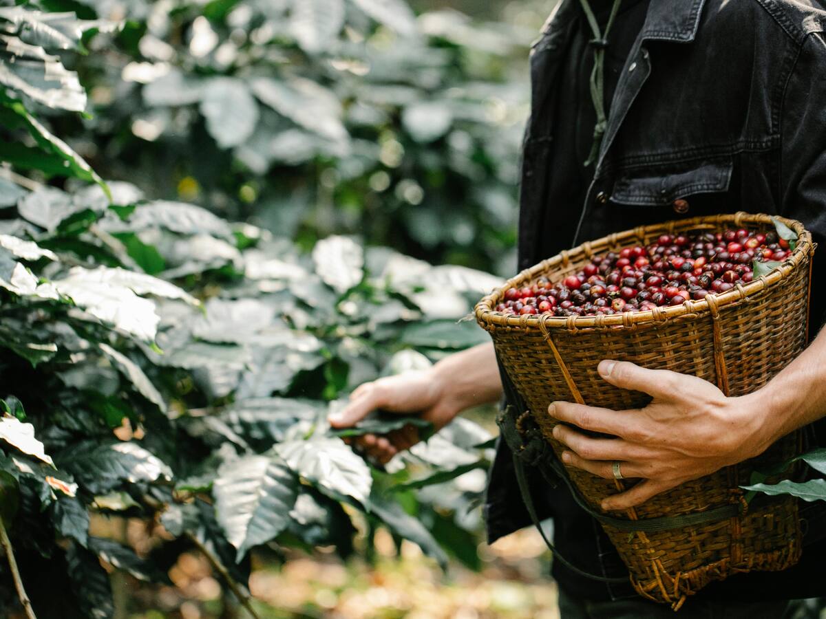 El precio del dólar deja un sabor agridulce a los cafeteros caldenses