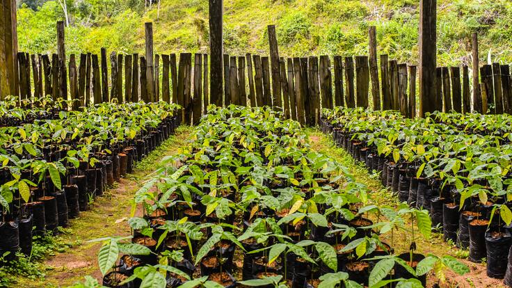 Convocan a campesinos del Huila para que siembren 2 millones de plántulas de cacao