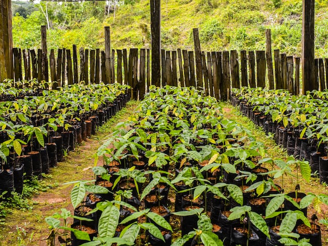Convocan a campesinos del Huila para que siembren 2 millones de plántulas de cacao