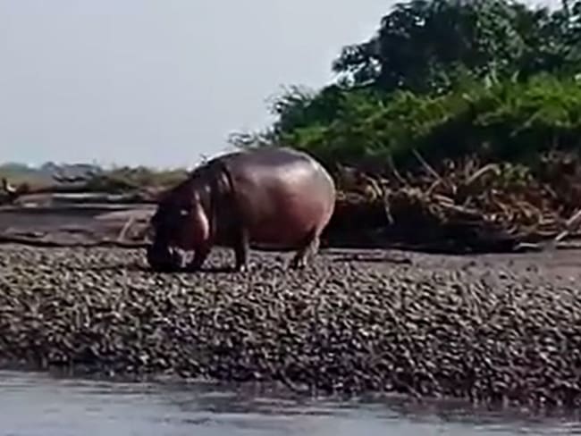 Hipopótamos en Colombia serían 150 en el año 2030