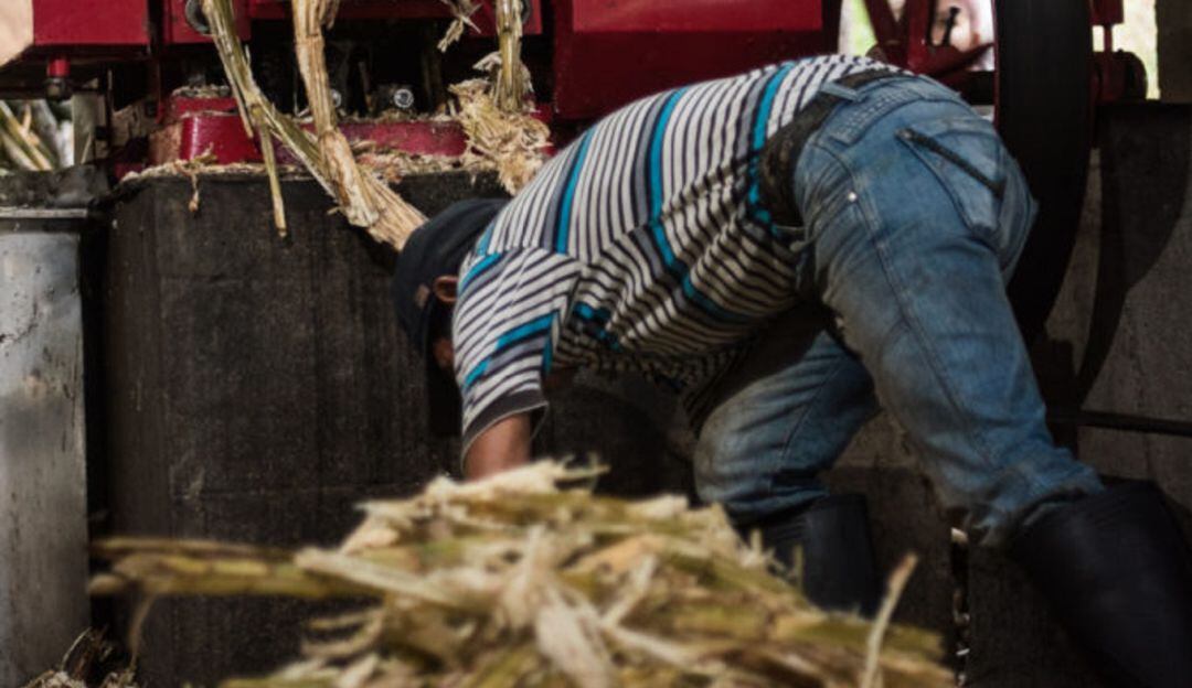 Producción de caña panelera