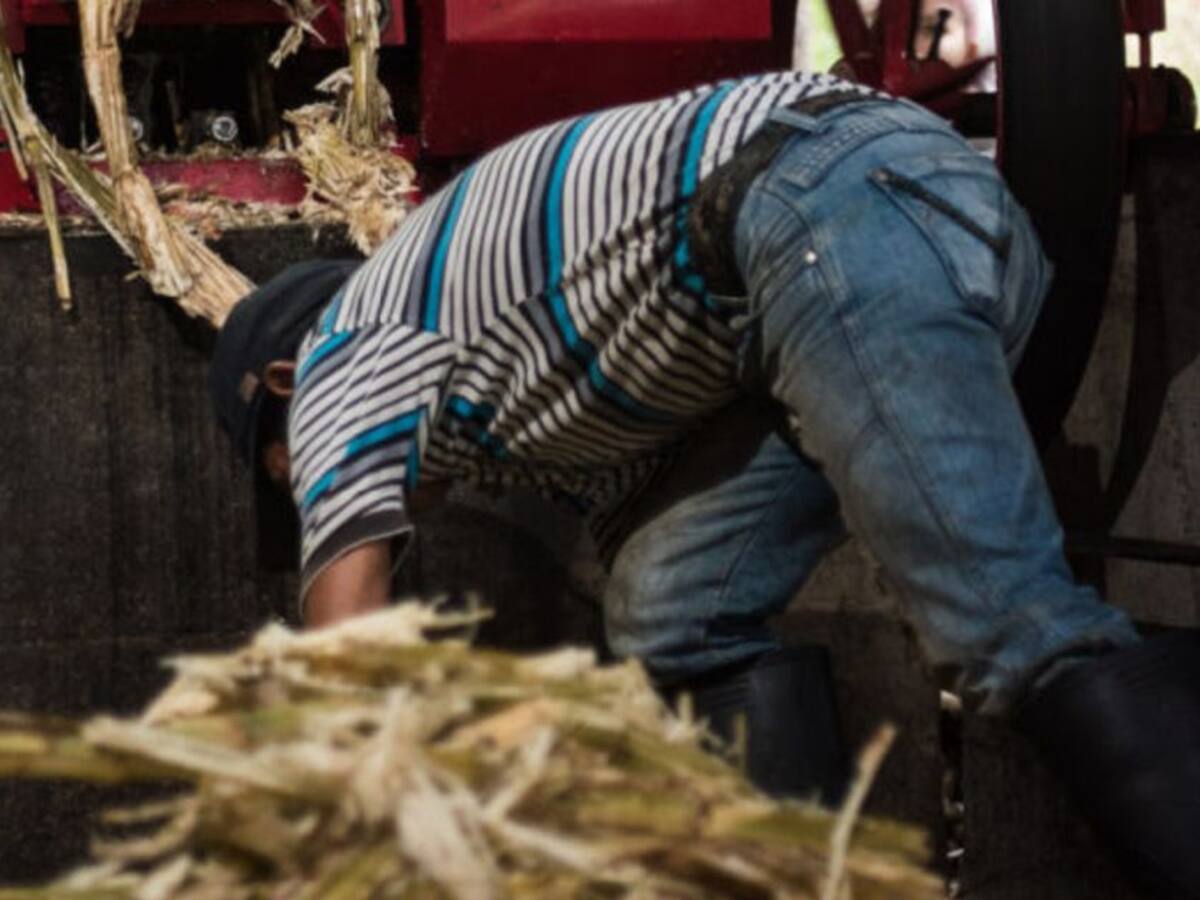 Licores a partir de la panela buscan producir en Caldas