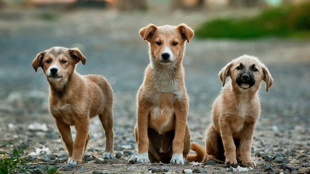 Dime cómo se llama tu perro y te diré quién eres