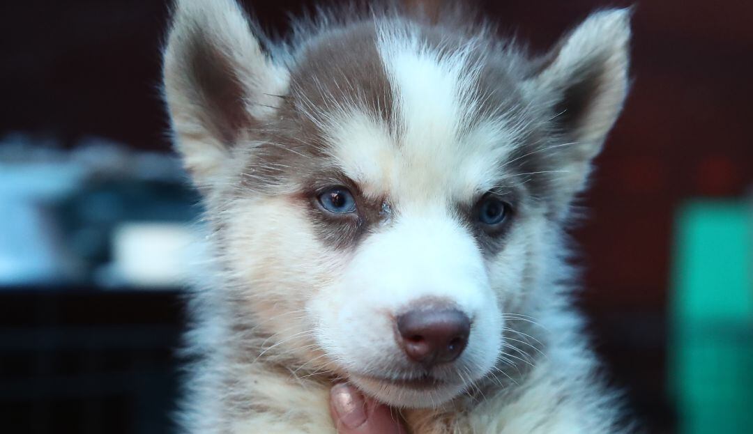 Actor salvó a dos huskys de ahogarse en un lago congelado