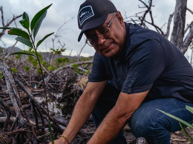 Recuperación de manglares - Coralina